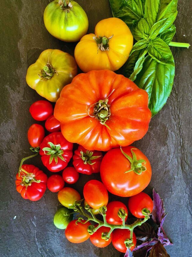 Saving Tomato Seeds – Everything you need to know