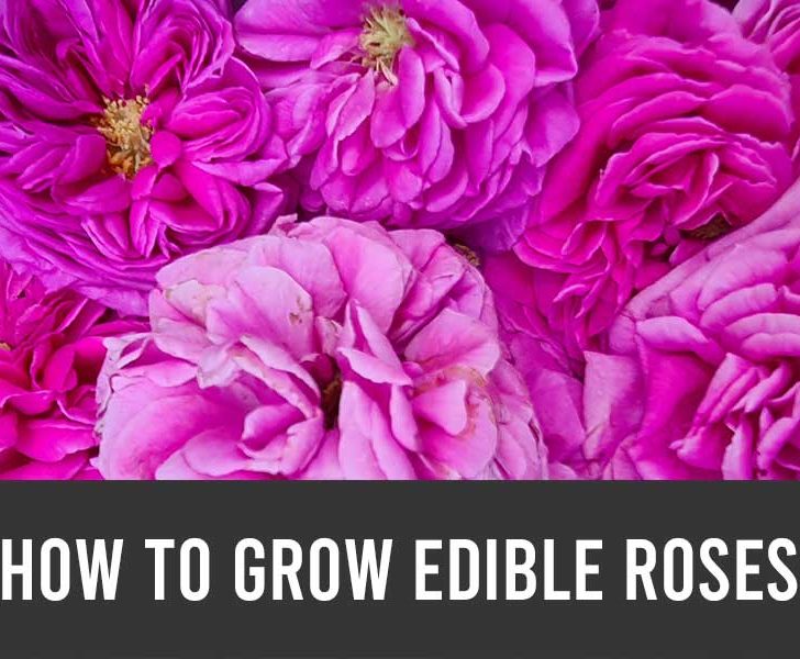 how to grow edible roses