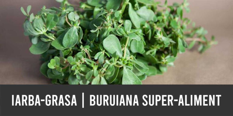 iarba grasa buruiana superaliment