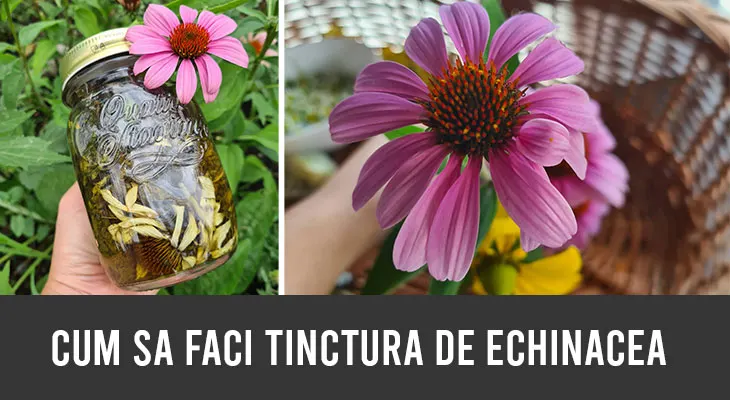 cum sa faci tinctura de echinacea