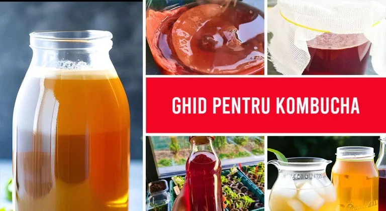 ghid pentru kombucha acasa